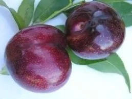 Plum ページ Plum · #885472 · Name · Color